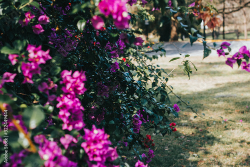 flowers in the garden