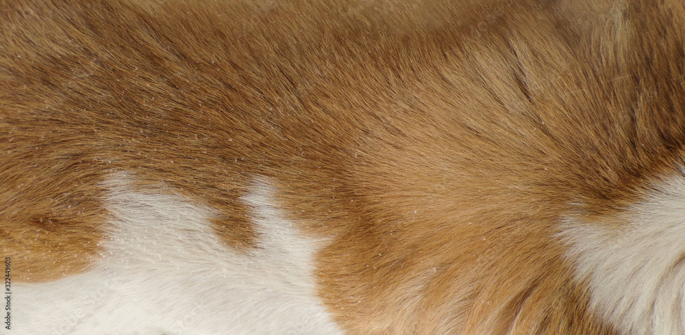 Background of dog hair. The dog's background. The dog's coat and skin are white with brown spots. Long hair and hair of the dog. Background of dog hair. The dog's background. The dog's coat and skin are white with brown spots. Long hair and hair of the dog.