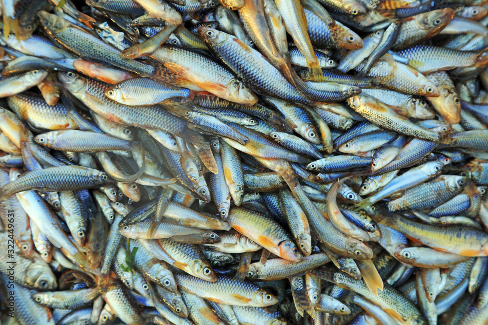 Piles of small fish Piles of small fish