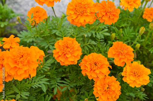 The name of these flowers is Tagetes patula, French marigold. Scientific name is Tagetes. © www555www