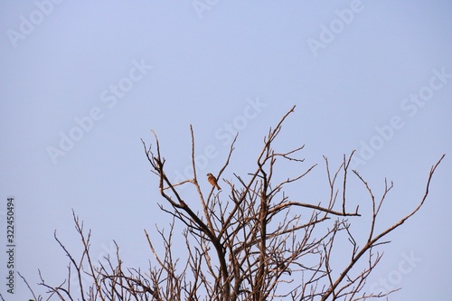 branches of a tree