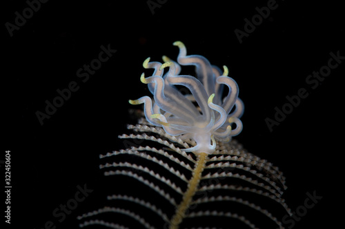 Nudibranch Trinchesia sp 62. Underwater macro photography from Tulamben, Bali, Indonesia