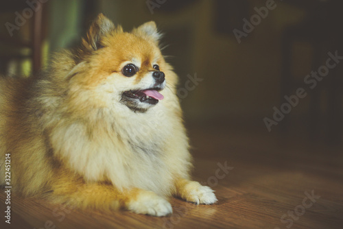A Pomeranian dog smiling off camera
