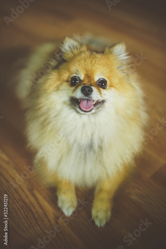 A Pomeranian dog smiling at the camera