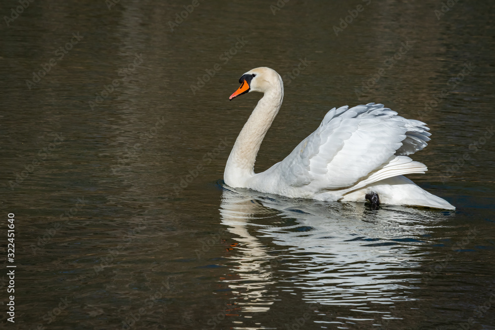 Mute Swan swimming on lake in Rome Georgia. Mute Swan swimming on lake in Rome Georgia.