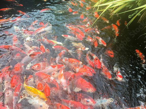 Koi fish swimming in the aquarium, Fancy carp fish