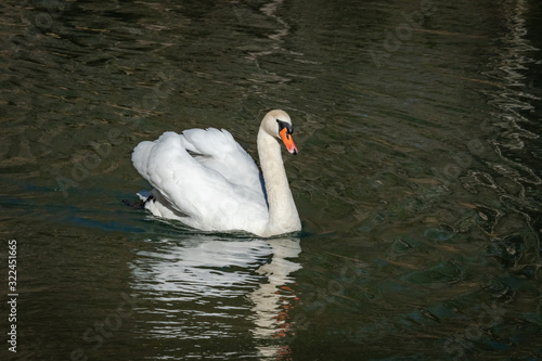 Mute Swan swimming on lake in Rome Georgia.
