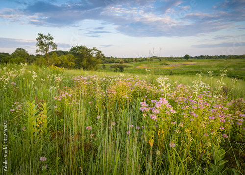 Soft light from a setting sun washes over a prairie of summer wildflowers.