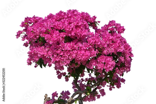 Bougainvillea flower tropical floral, Plant bush vine isolated on white background, clipping path