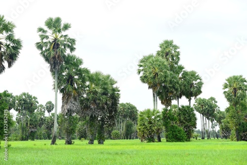 View of sugar palm and green rice fields.