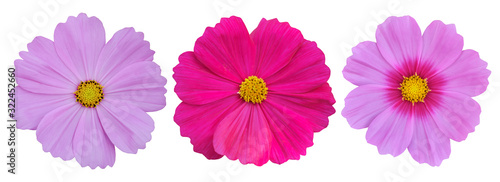 Set of Cosmos flower isolated on white background, clipping path