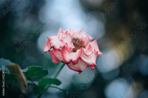 Fototapeta Naklejka Na Ścianę i Meble -  Pink rose in the garden