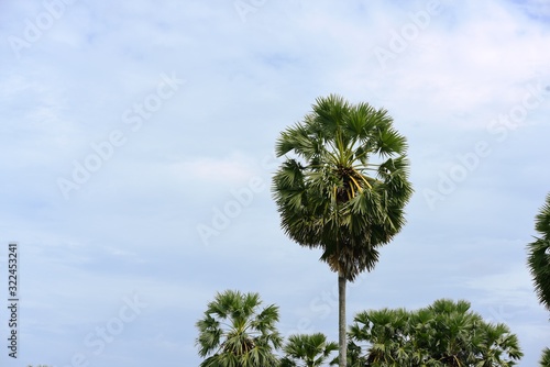 View of sugar palm and green rice fields.