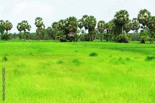 View of sugar palm and green rice fields.