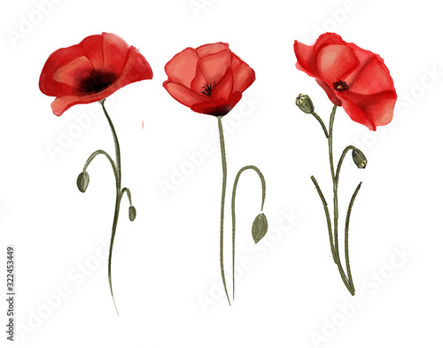 three watercolor poppy flower illustrations isolated on white
