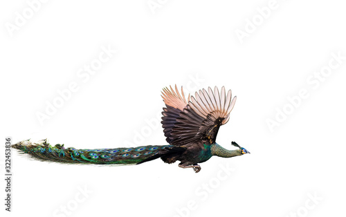 A male peacock flying on a white background