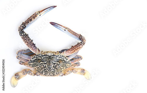 raw crab seafood on white background 
