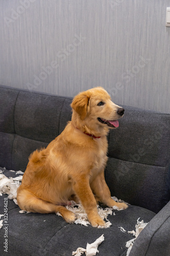 Lovely golden retriever dog playing tissue on sofa