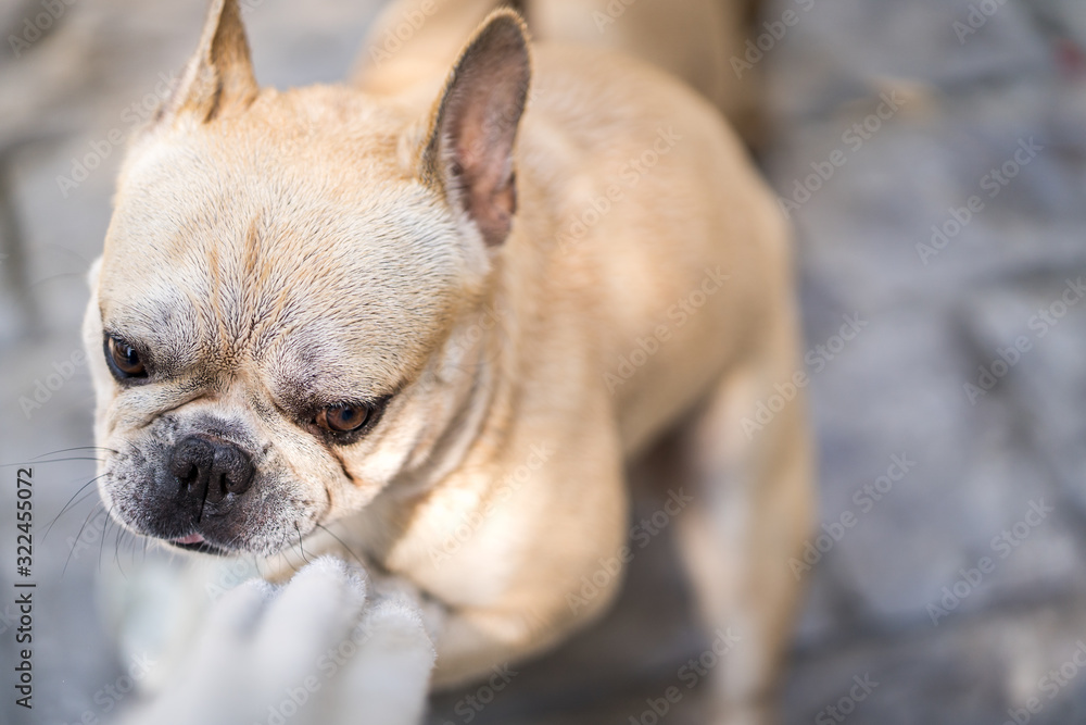 French bulldog playing with towel outdoor.