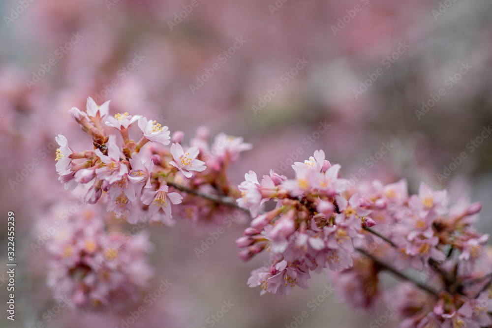 Beautiful blossom of cherries in spring time in close up. Early blossoming of cherries. A branch with pink flowers. Close up blooming cherry blossom and buds for background captured. Beautiful blossom of cherries in spring time in close up. Early blossoming of cherries. A branch with pink flowers. Close up blooming cherry blossom and buds for background captured.