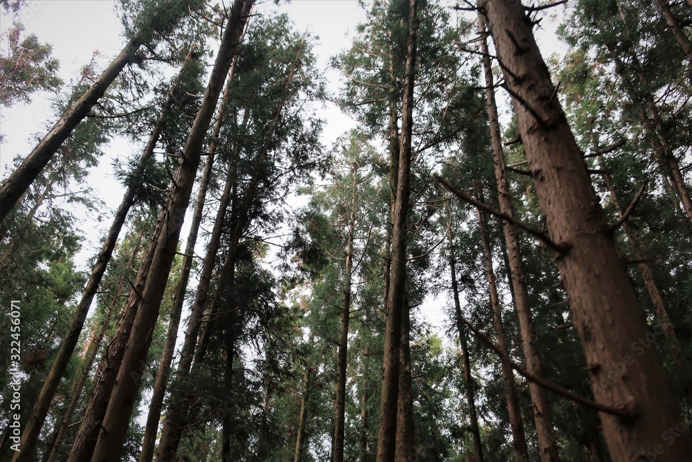 Fototapeta premium 삼나무숲