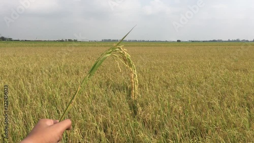 4K,Golden ear of rice ready for harvest in rice field,Jasmine rice in rice field Thailand.Gorgeous rice ears, juicy blades and verdant leaves,Jasmine rice in rice field of Pathum Thani Thailand. 4k.