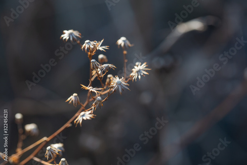 Withered tan flowers outdoors, Pistacia，Thalictrum foliolosum DC.，T.cultratum Wall.T. deciternatum Boiv photo