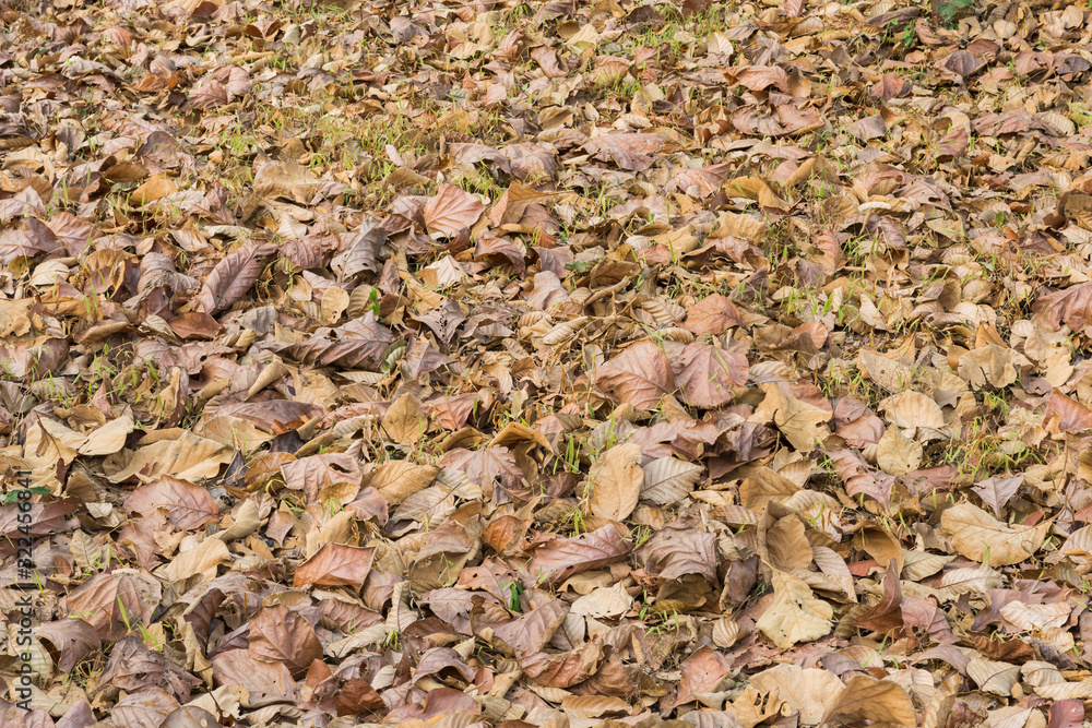 Dry leaves of teak trees on the ground in the dry season in thailand Dry leaves of teak trees on the ground in the dry season in thailand