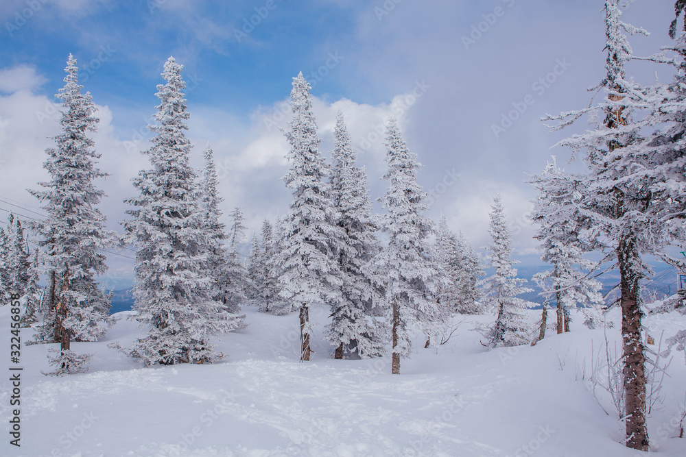 Fototapeta premium Beautiful winter landscape with snow covered trees and blue sky.