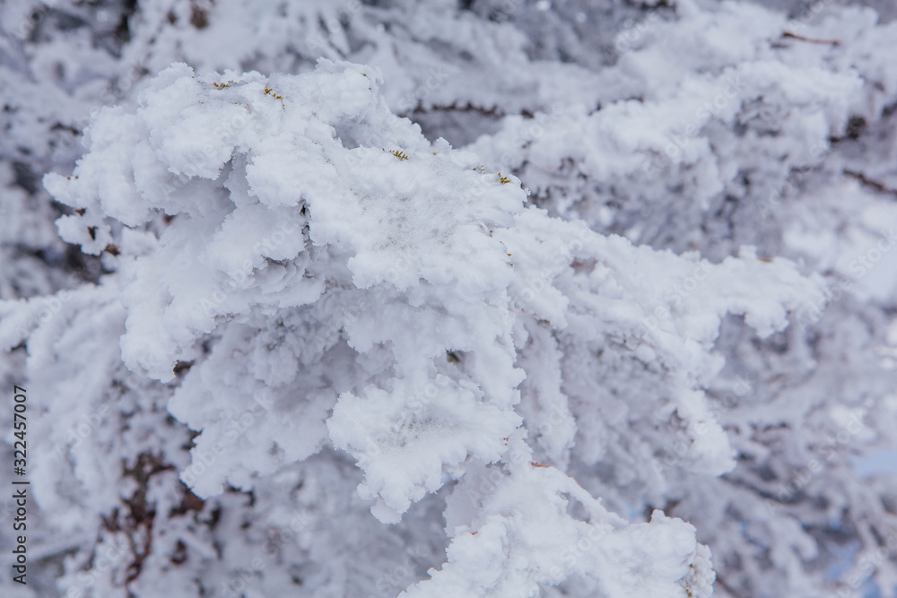 Pine tree branches covered with snow and ice Pine tree branches covered with snow and ice