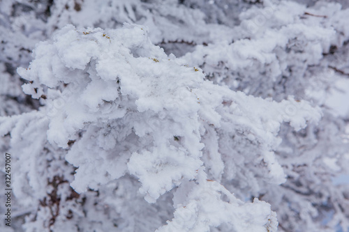 Pine tree branches covered with snow and ice
