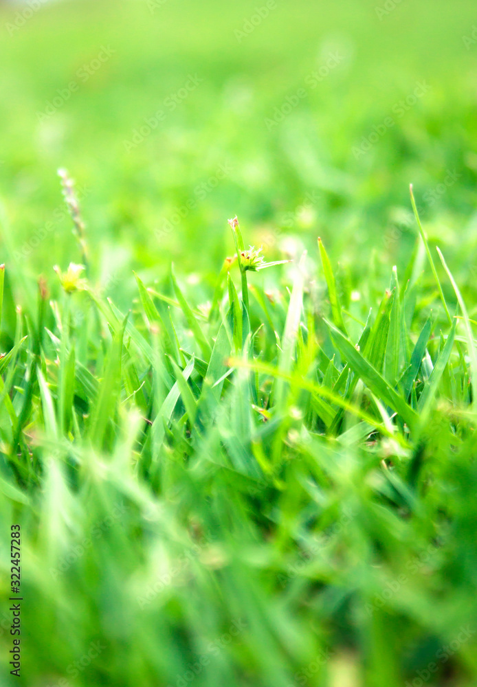 Fototapeta premium lawn