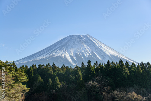 The scenery of the Fuji mountain with green pine trees foreground.
