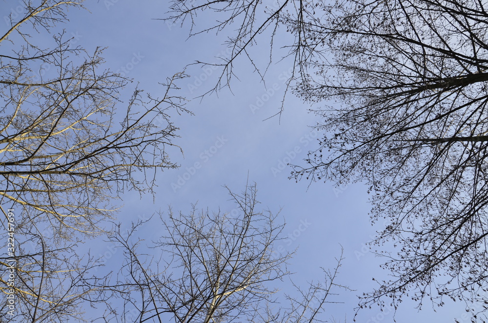 Trees without leaves. There is a gap between the branches. Trees without leaves. There is a gap between the branches.
