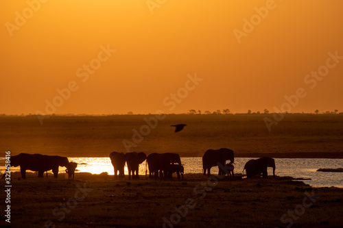Elephant at sunset © Izzah