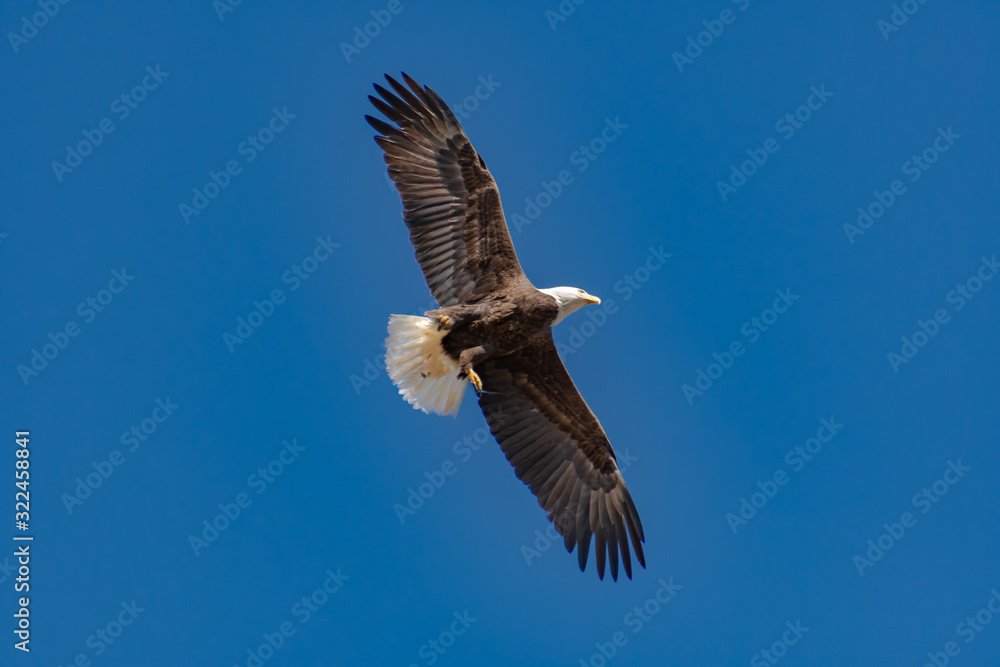 American Bald Eagle flying overhead at nesting site in Rome Georgia. American Bald Eagle flying overhead at nesting site in Rome Georgia.