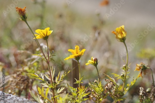 黄色い花を咲かせた雑草 © Honki_Kumanyan