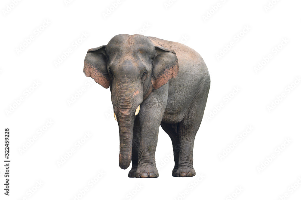 Fototapeta premium Asian male elephant isolated on white background