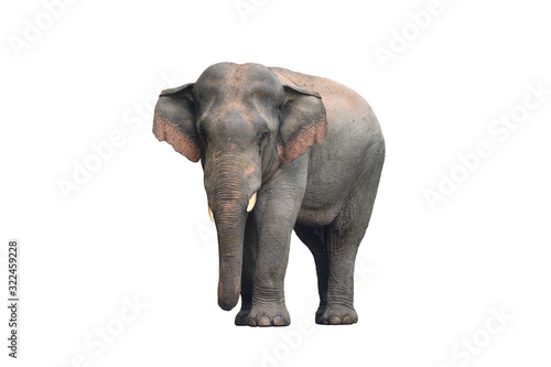 Asian male elephant isolated on white background
