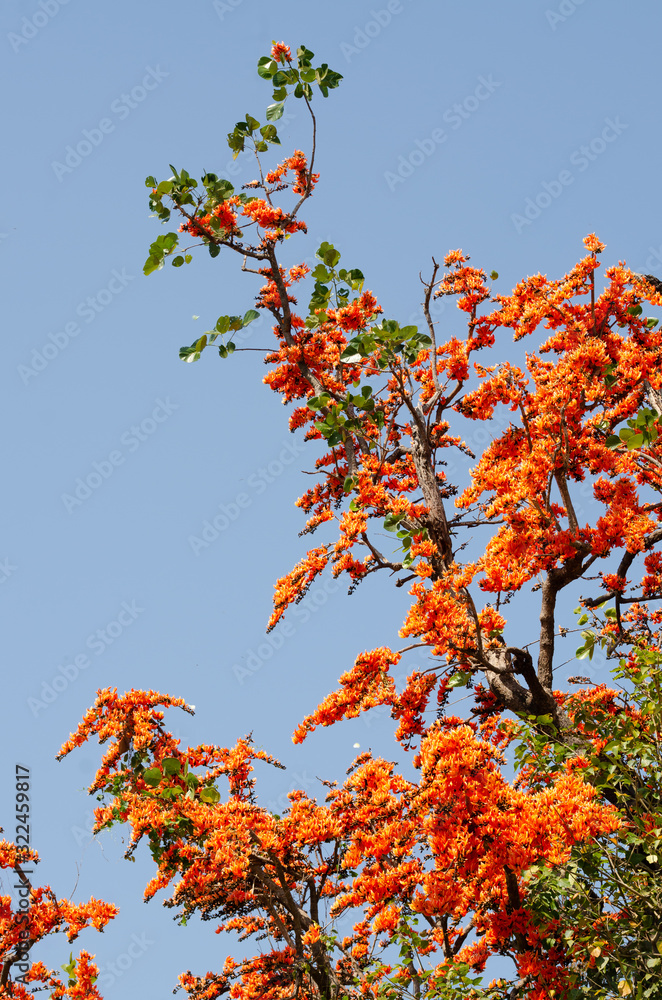 Bastard Teak or Butea monosperma on tree with blue sky background Bastard Teak or Butea monosperma on tree with blue sky background