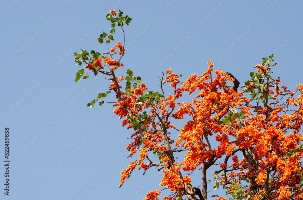 Bastard Teak or Butea monosperma on tree with blue sky background Bastard Teak or Butea monosperma on tree with blue sky background