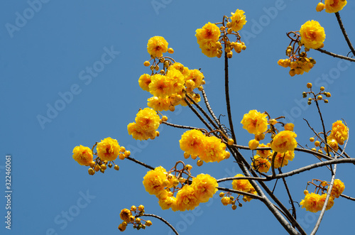 booming of yellow Cochlospermum regium with blue sky