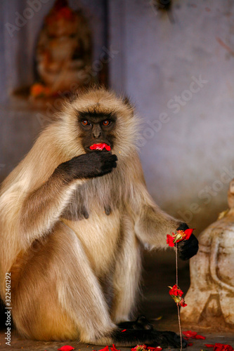 Canvas Print monkey stealing and eating flowers at a Hindu shrine