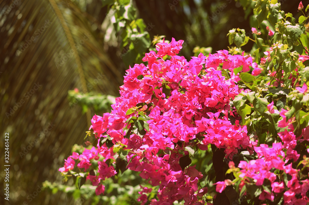 Beautiful bougainvillea blooms in a tropical garden on a summer sunny day. Retro style toned Beautiful bougainvillea blooms in a tropical garden on a summer sunny day. Retro style toned