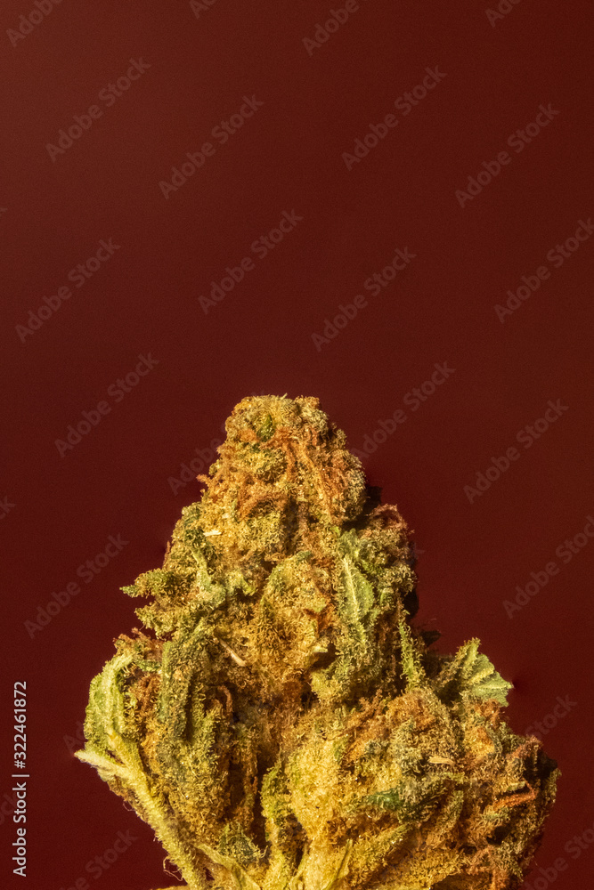 Obraz premium Green posion weed strain