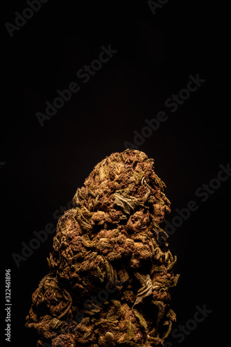 Gorila Glues weed strain © THCamera Photography