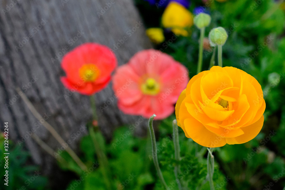 ranunculus in focus, with two other pink, red flowers in the background