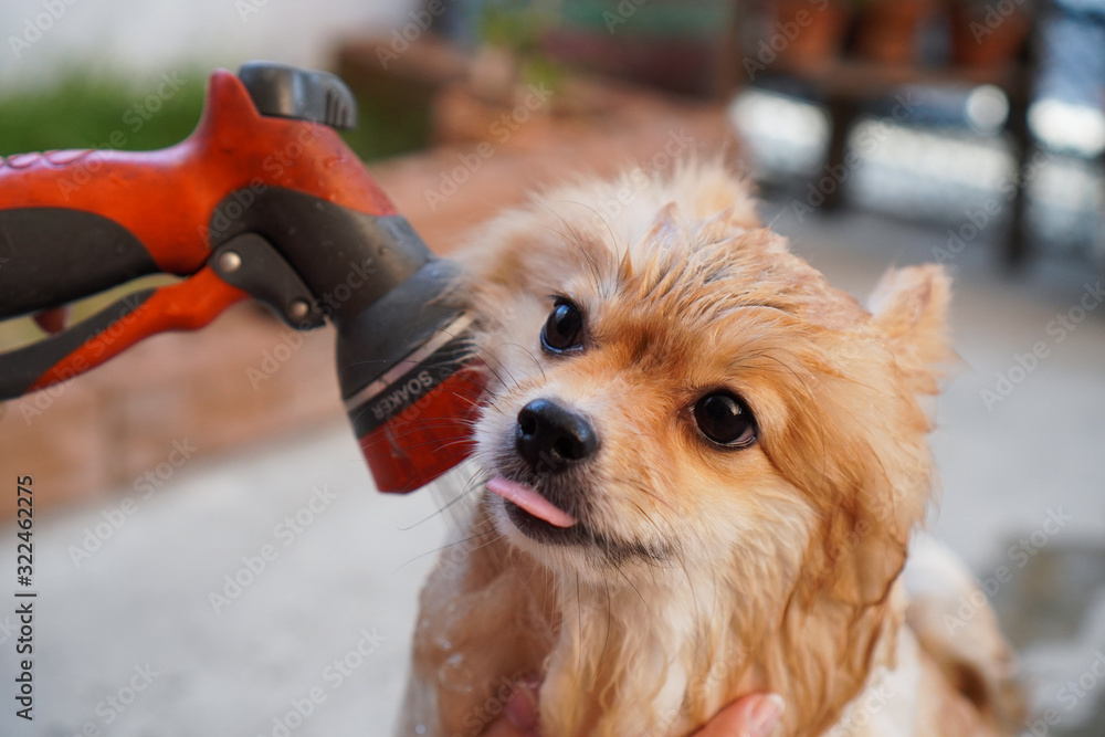 Φωτογραφία pomeranian or small dog breed was taken shower by owner and stick out its tongue