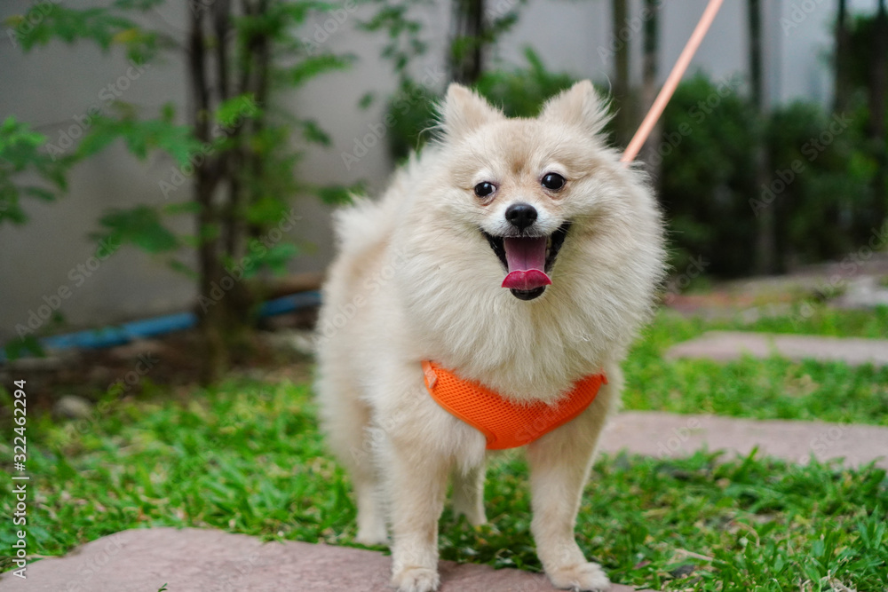 close up on pet, pet owner walks with a small dog breed or pomeranian and sticks out its tongue close up on pet, pet owner walks with a small dog breed or pomeranian and sticks out its tongue