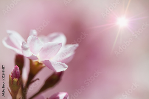 Closeup of Indian Hawthorn (Rhaphiolepis indica), Pink Lady, flowers blooming in spring time. Shallow depth of field with copy space. 